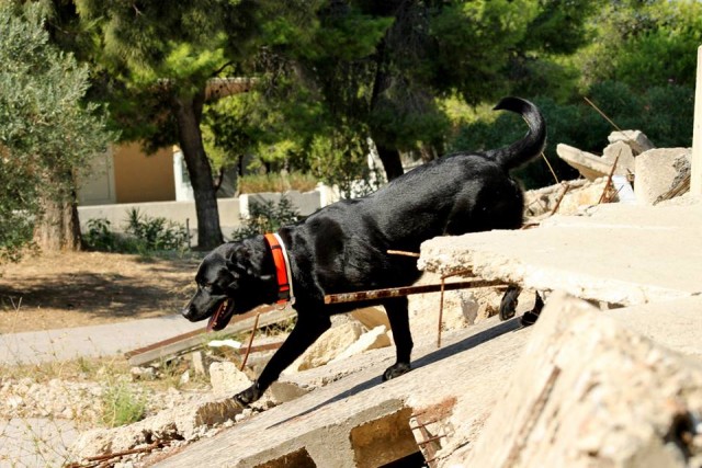 Ομάδες Διασωστικών Σκύλων 